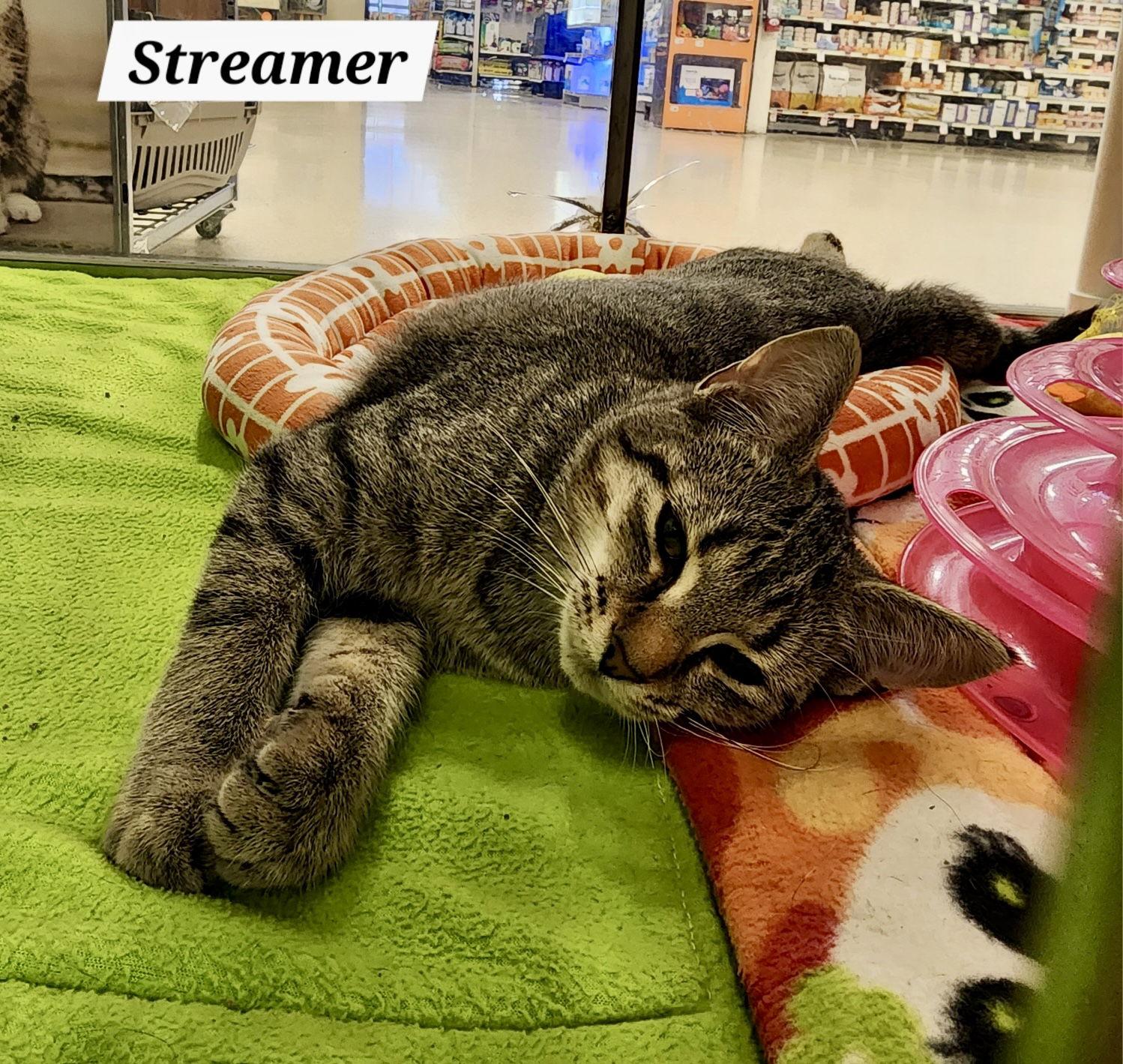 Streamers: Not at shelter (Catherine), Adoptable, Kitten Female Domestic Short Hair.