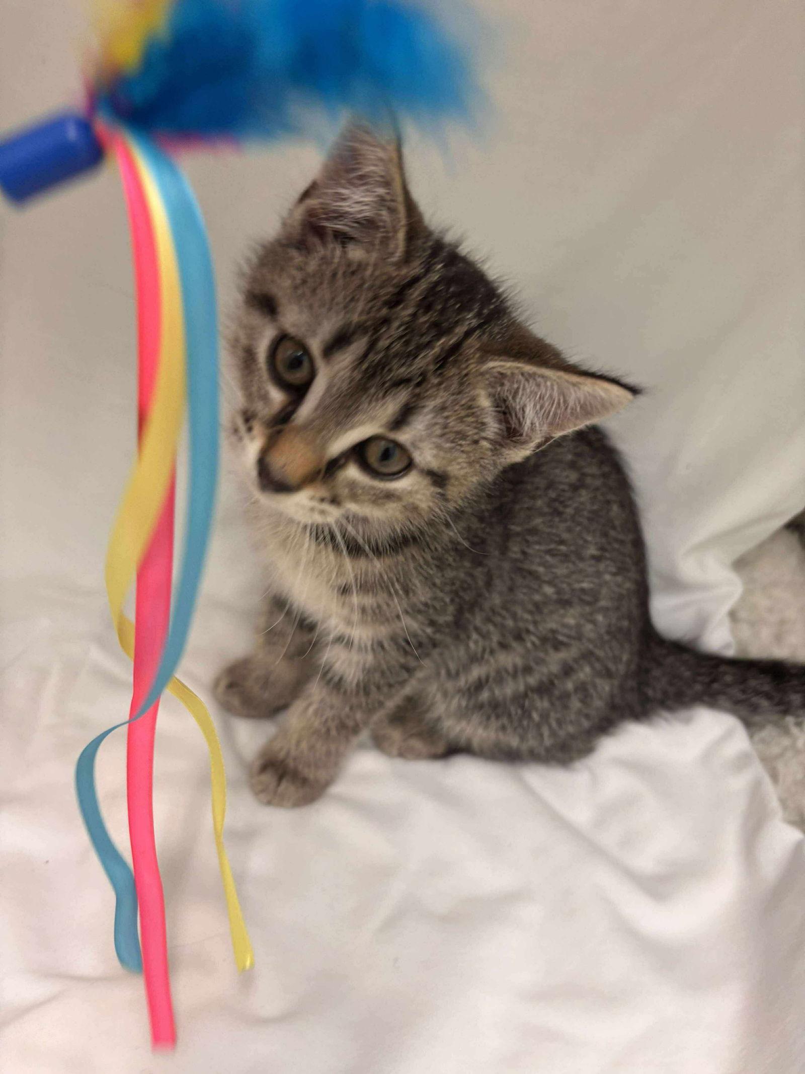 Enlarge Streamers: Not at shelter (Catherine), a Adoptable Domestic Short Hair in Rustburg, VA image 2/3