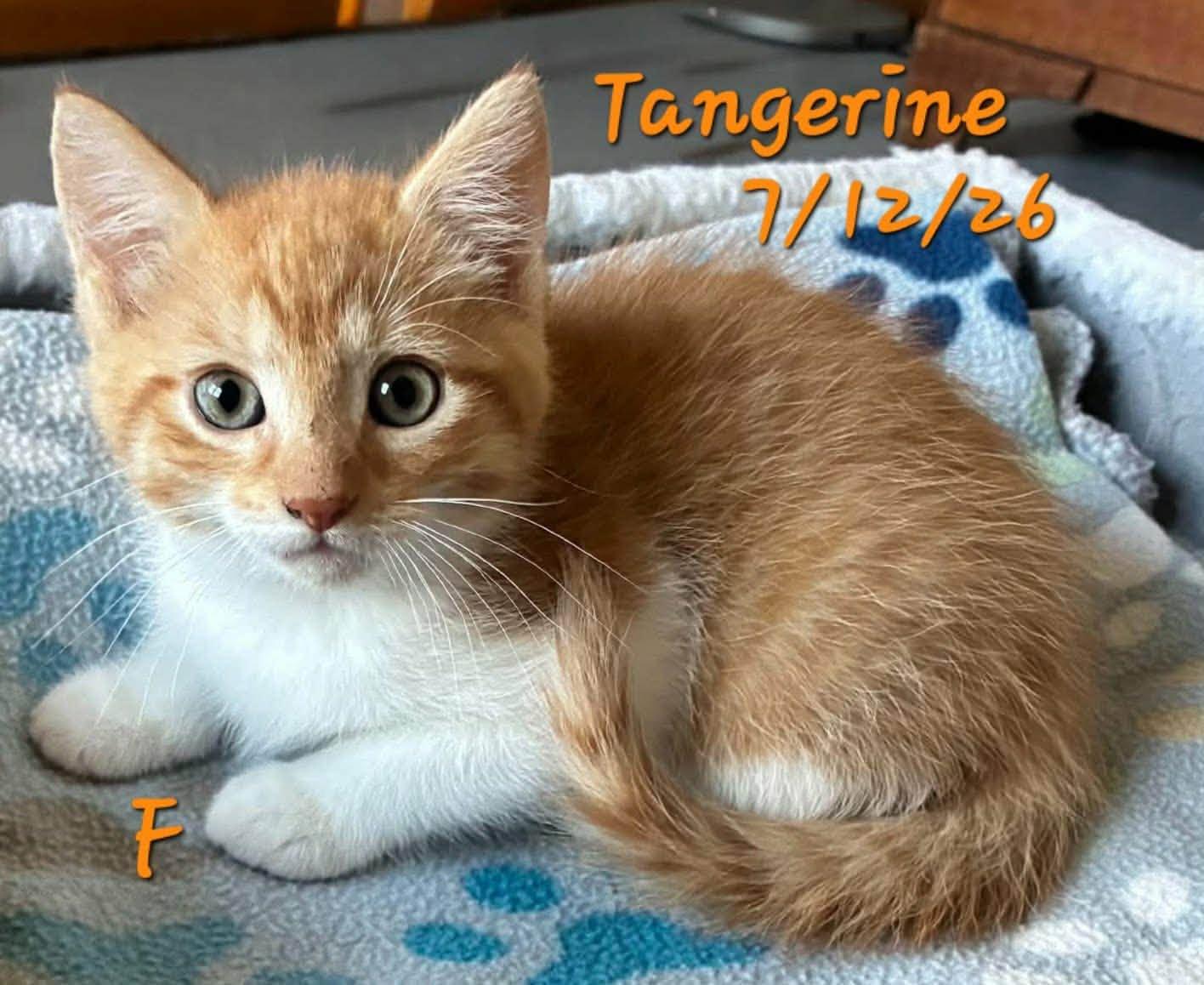 Tangerine, Adoptable, Young Female Domestic Short Hair.