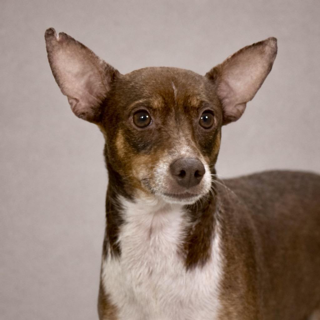 Enlarge Bowie - a patient good boy, a Adoptable Chihuahua in San Antonio, TX image 2/3