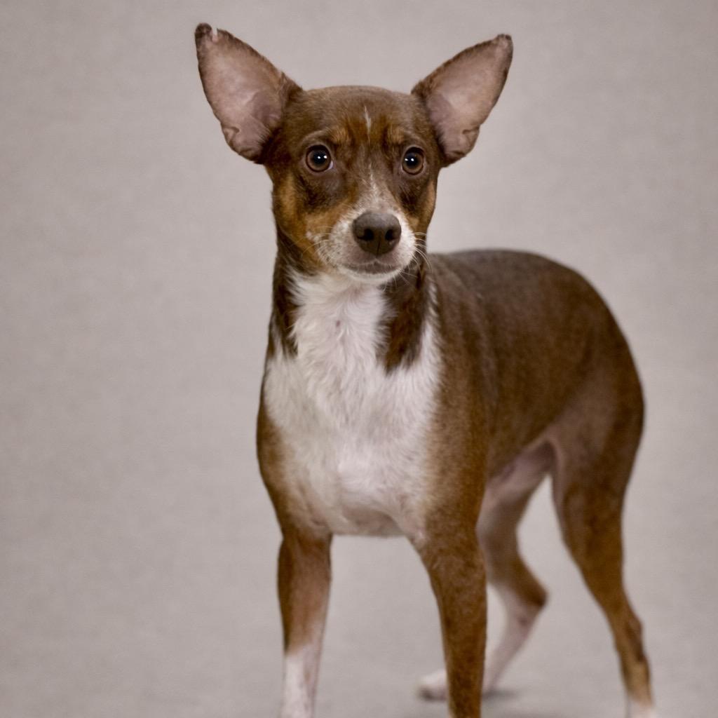 Bowie - a patient good boy, Adoptable, Adult Male Chihuahua.