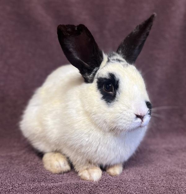 Kubo, Adoptable, Adult Male Hotot & Mini Rex.