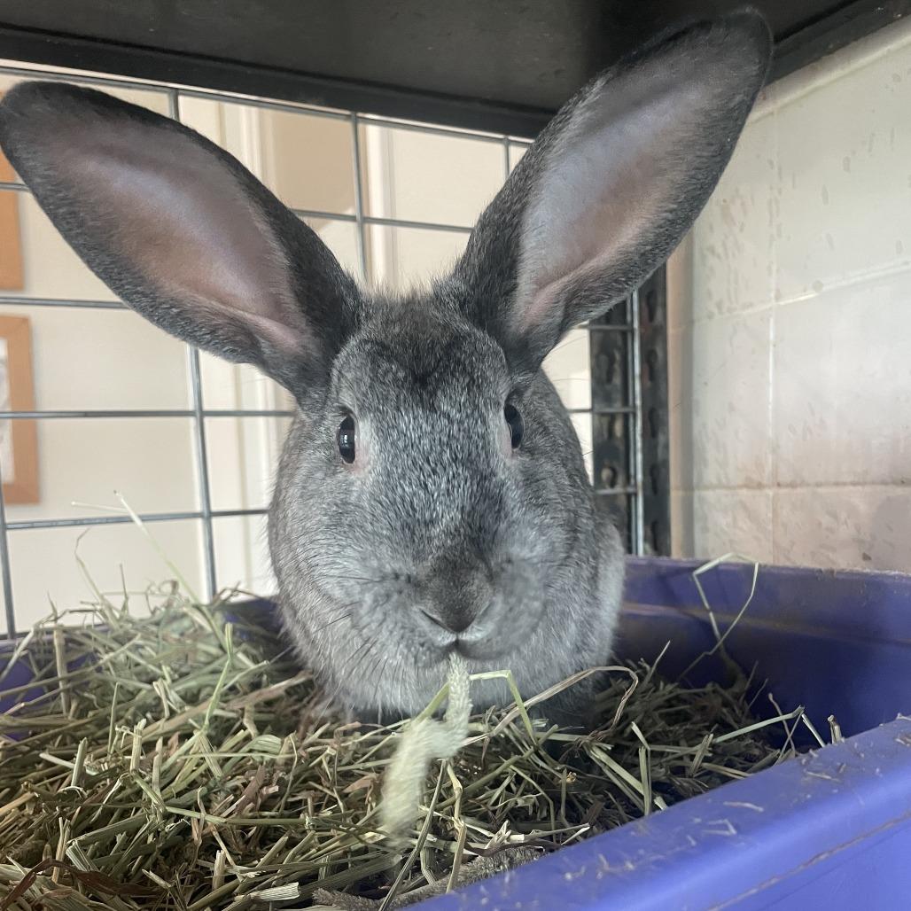Rowena(bonded with Flurry), Adoptable, Young Female Bunny Rabbit.