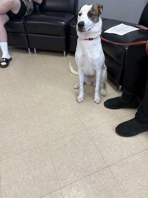 Enlarge VIXY, a Adoptable mixed breed in Killeen, TX image 1/1