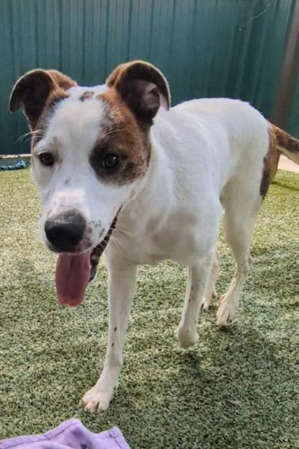 Enlarge VIXY, a Adoptable mixed breed in Killeen, TX image 1/1