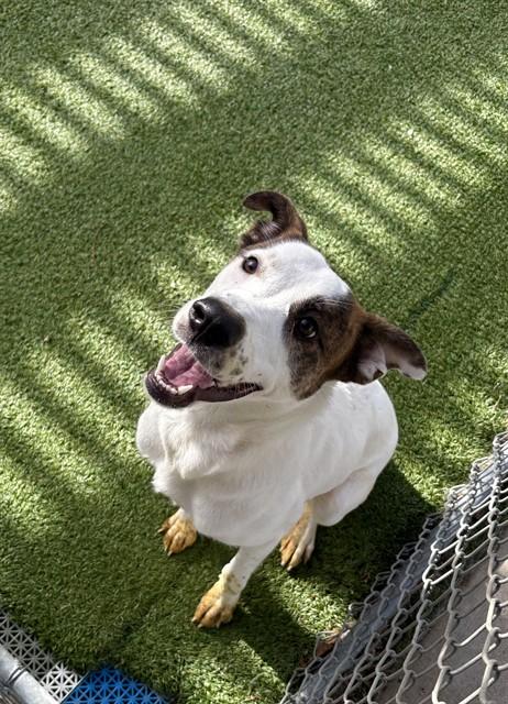 VIXY, Adoptable, Young Female Parson Russell Terrier & Mixed Breed.