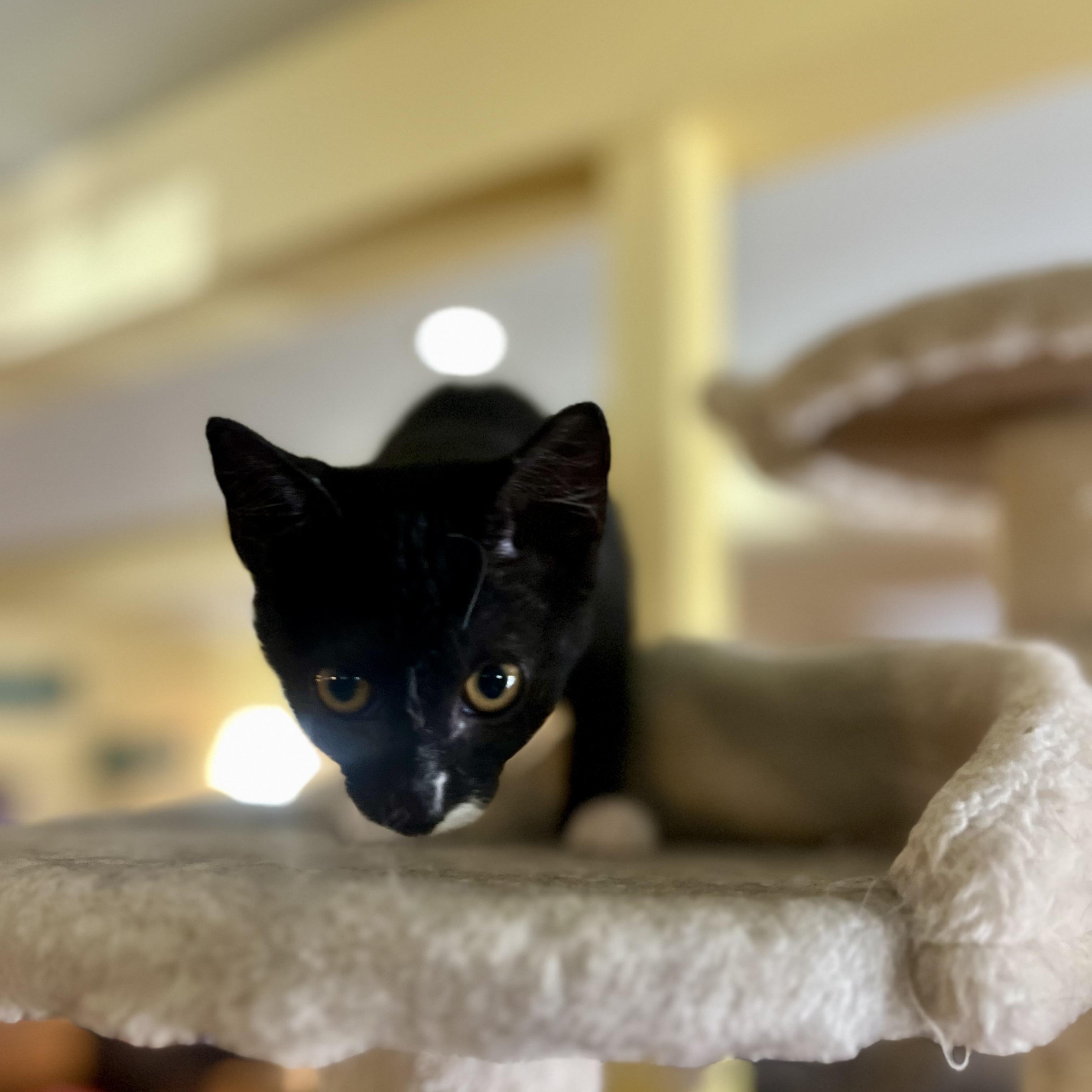 Tammie, a Adoptable Domestic Short Hair in Greensboro, NC image 4/4