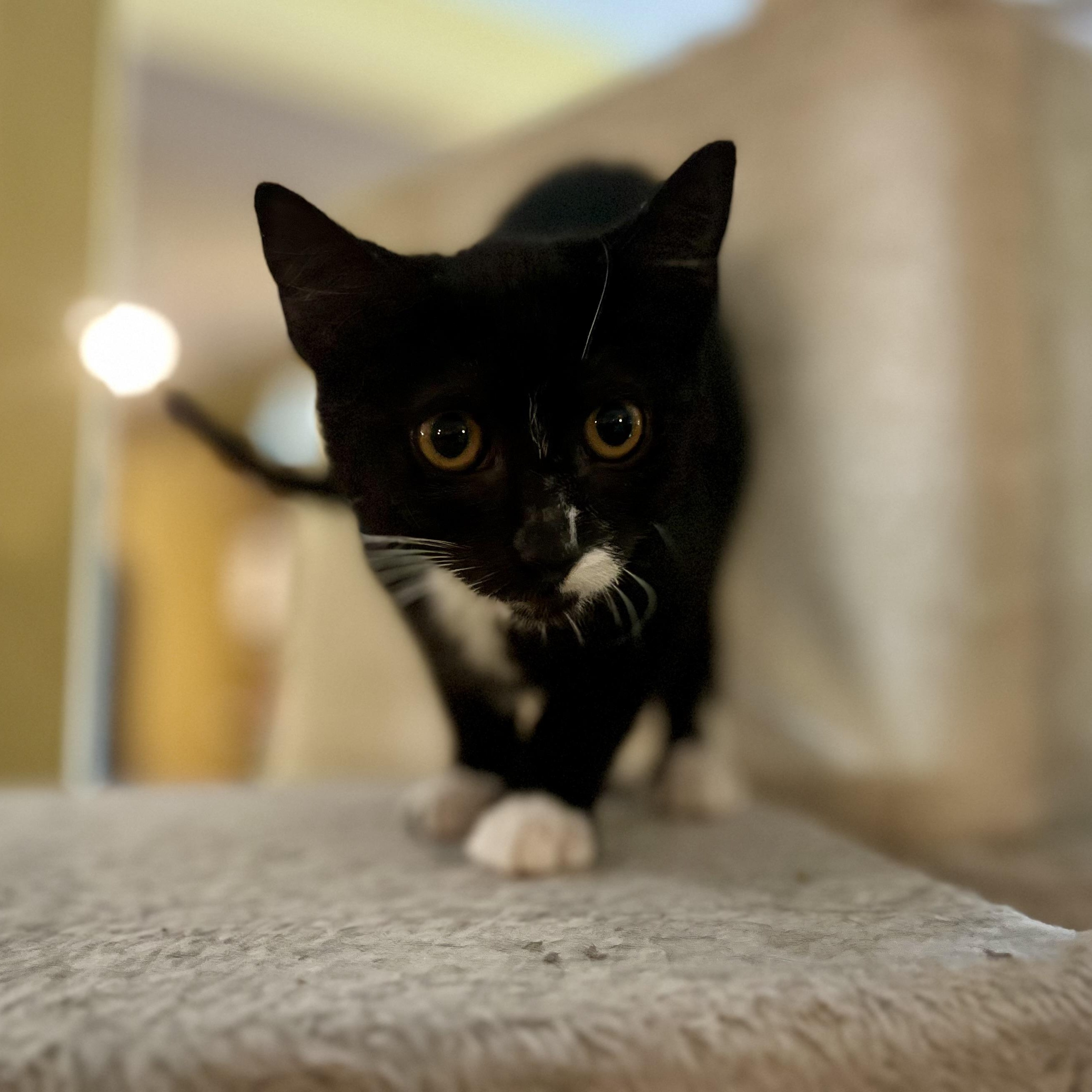 Tammie, a Adoptable Domestic Short Hair in Greensboro, NC image 2/4