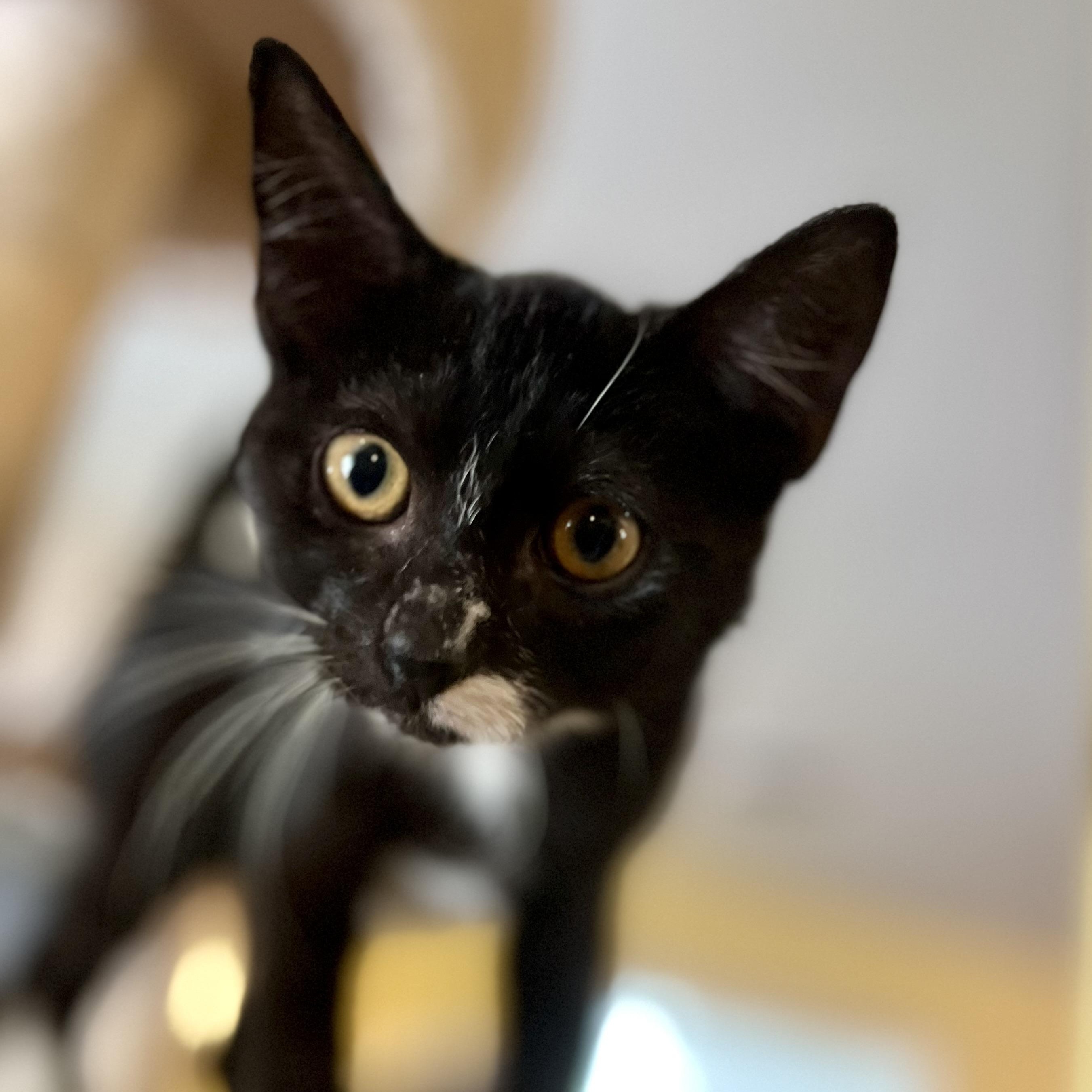 Tammie, a Adoptable Domestic Short Hair in Greensboro, NC image 1/4