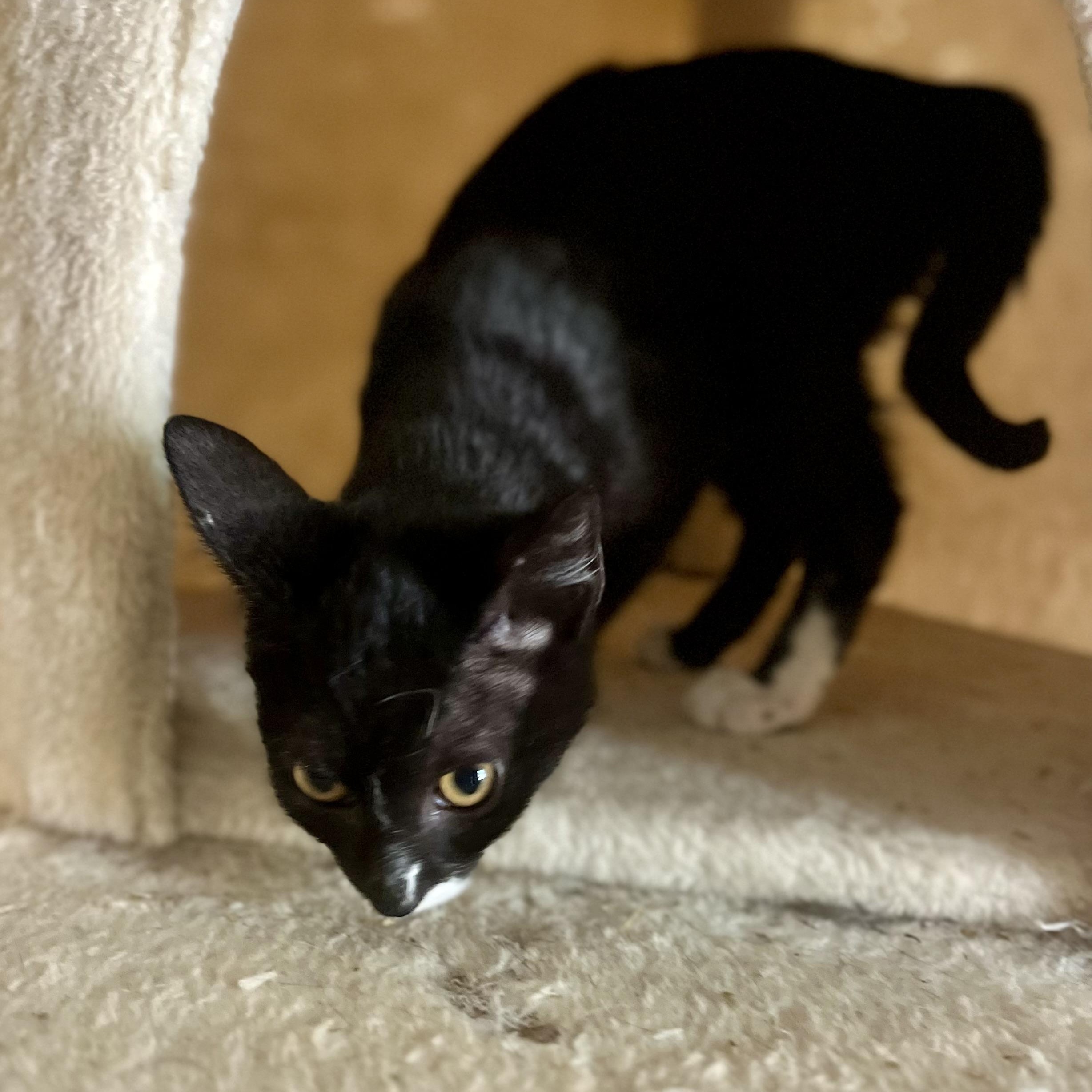 Tammie, a Adoptable Domestic Short Hair in Greensboro, NC image 3/4