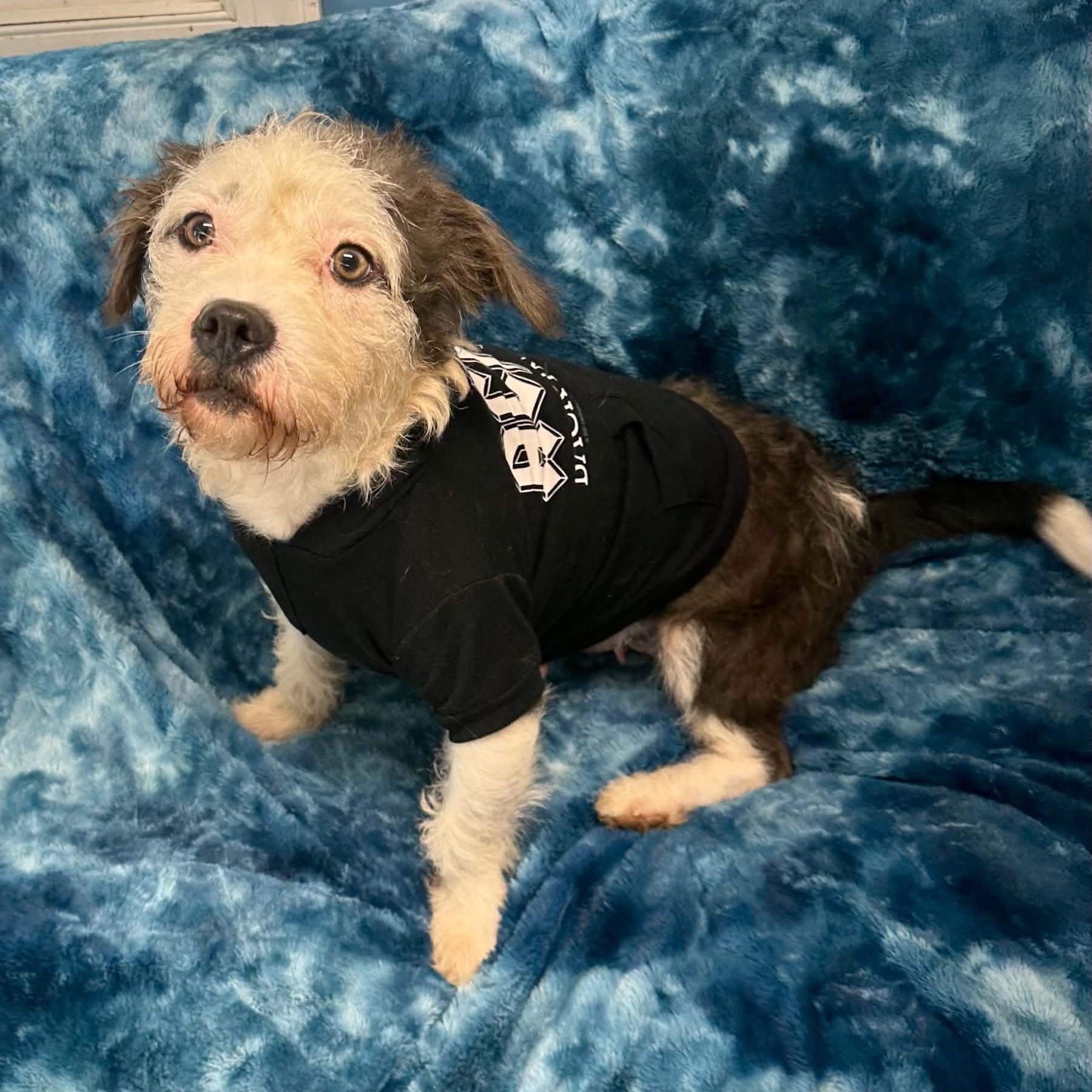 Enlarge Mallo Cup, a Adoptable Havanese in Sunderland, MD image 3/6