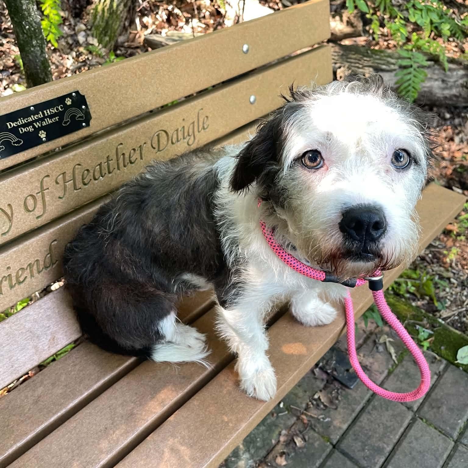 Enlarge Mallo Cup, a Adoptable Havanese in Sunderland, MD image 5/6