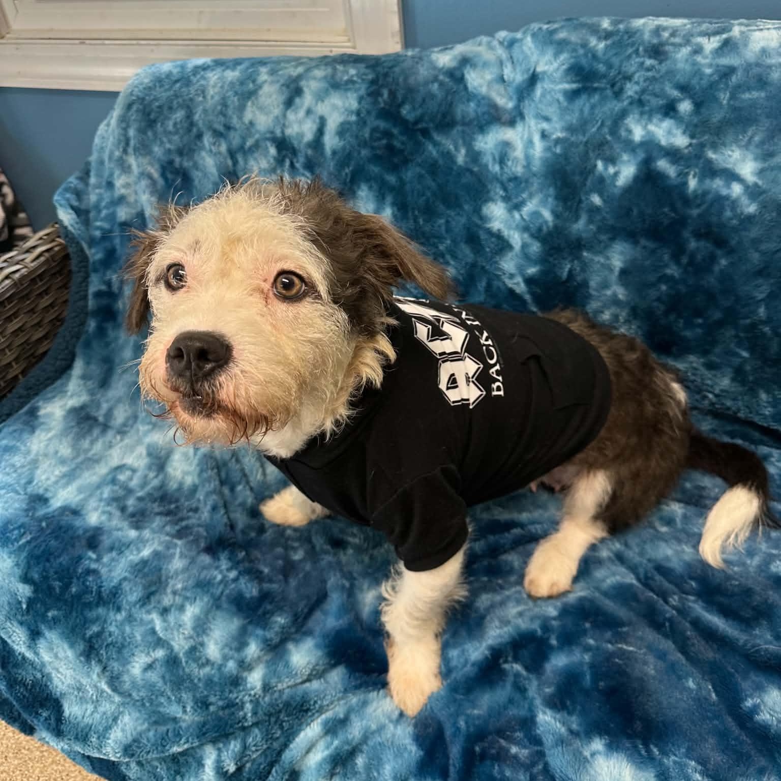 Enlarge Mallo Cup, a Adoptable Havanese in Sunderland, MD image 2/6