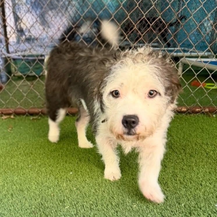 Mallo Cup, Adopted, Young Female Havanese.