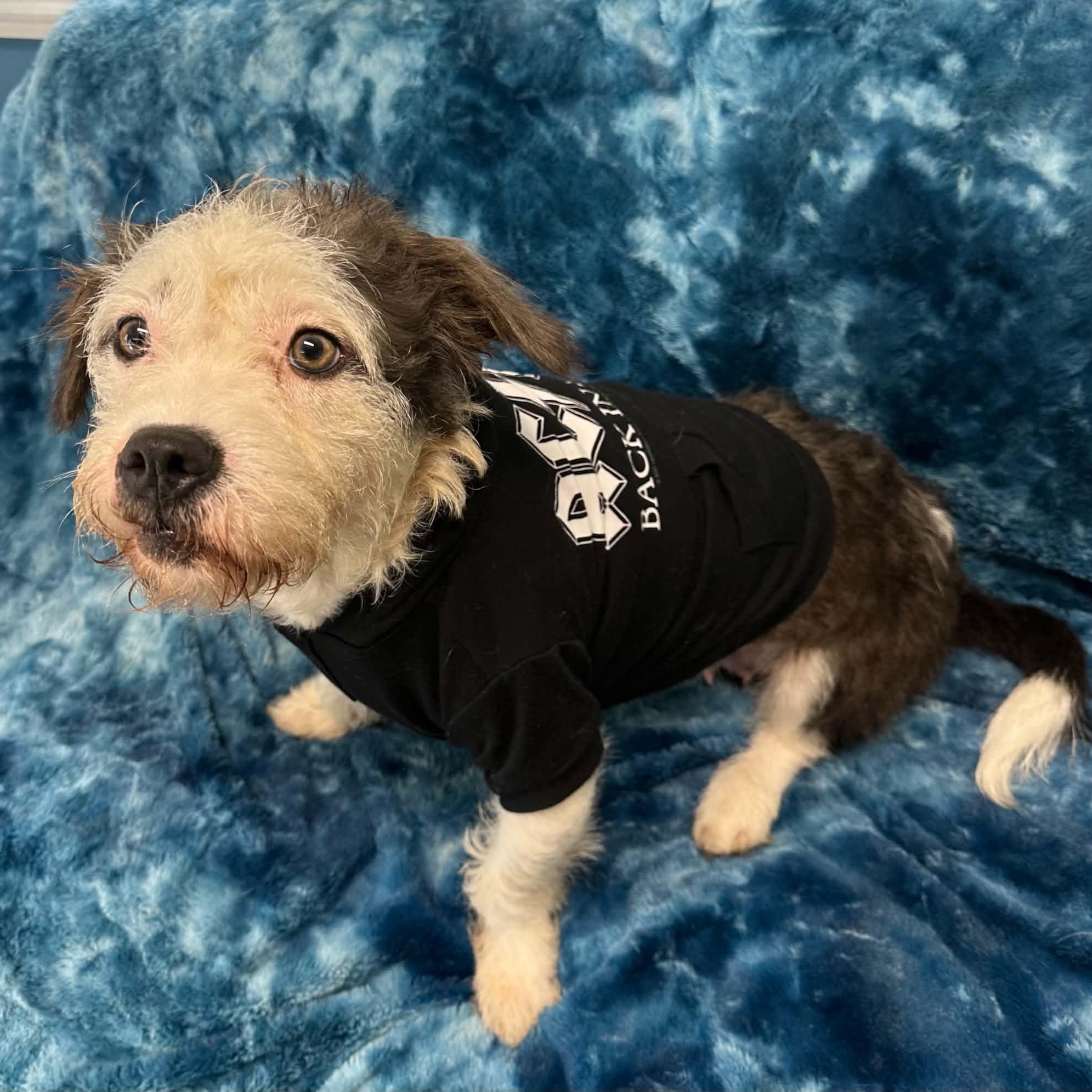 Mallo Cup, Adoptable, Young Female Havanese.