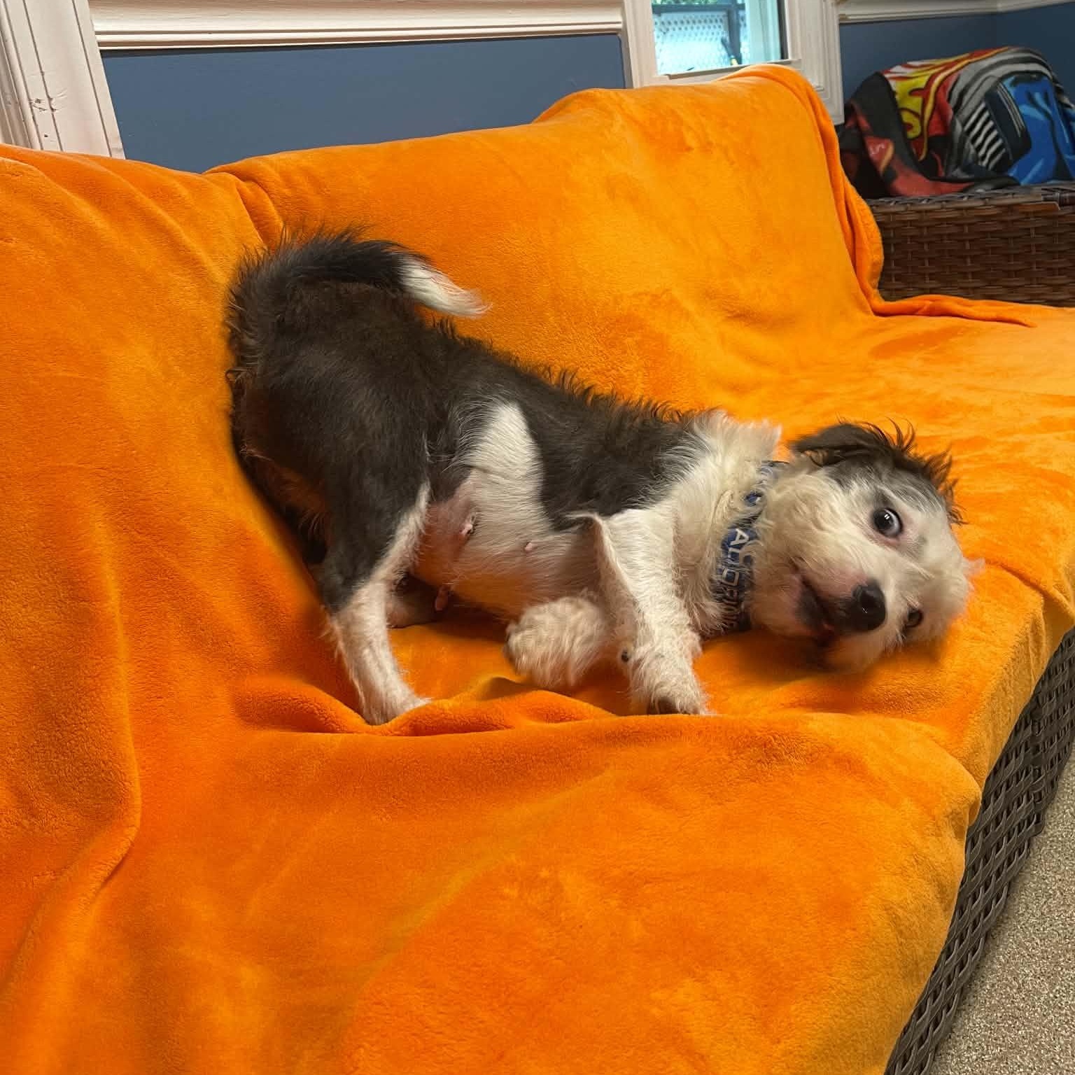 Enlarge Mallo Cup, a Adoptable Havanese in Sunderland, MD image 4/6