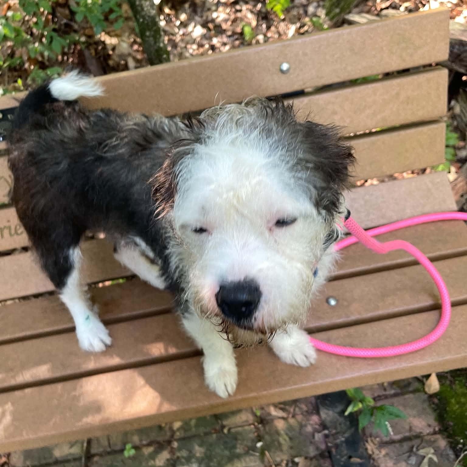 Enlarge Mallo Cup, a Adoptable Havanese in Sunderland, MD image 6/6