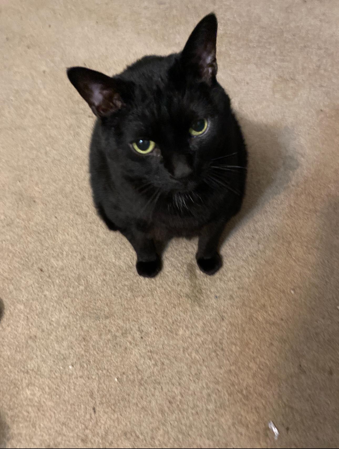 Quinn ( In Foster )