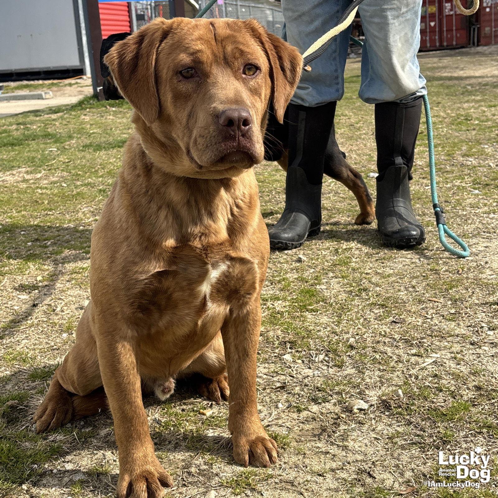Mario, Adopted, Young Male Shepherd & Basset Hound.