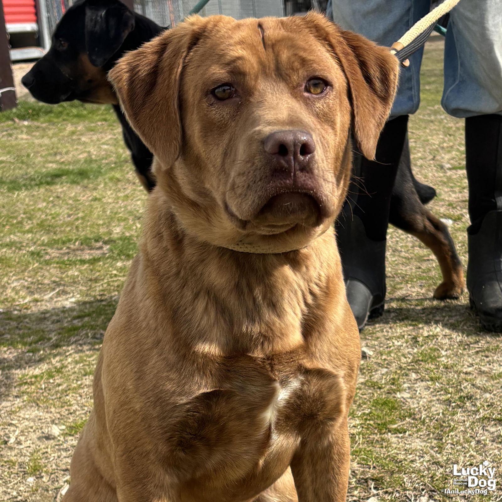 Mario, a Adopted mixed breed in Washington, DC image 3/3