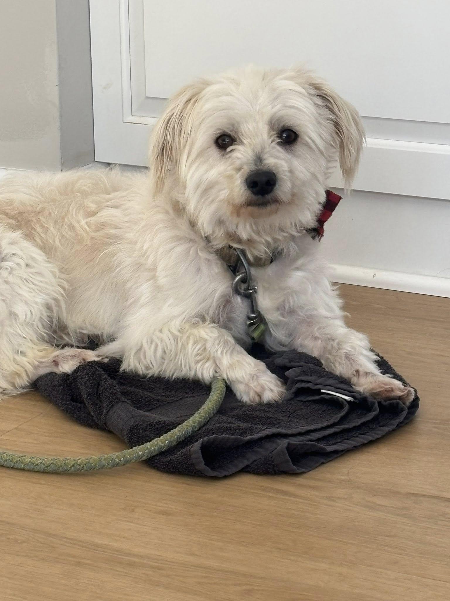Fritz, adopted, Adult Male West Highland White Terrier / Westie.