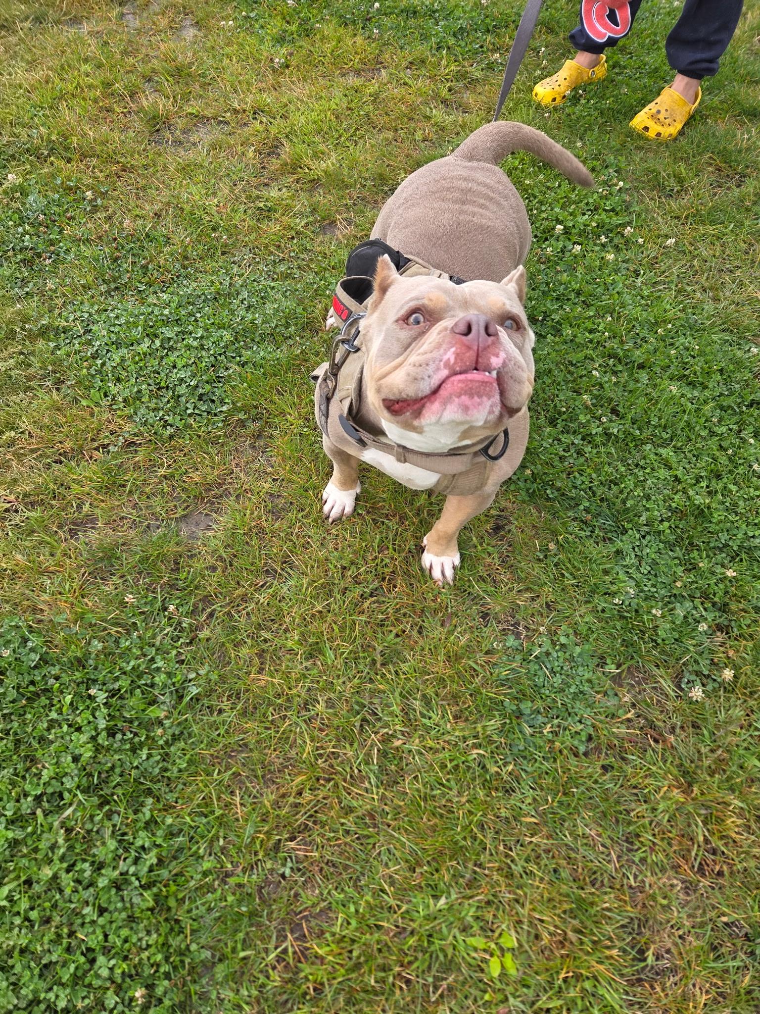 Enlarge Azula, a Adoptable mixed breed in Walla Walla, WA image 3/5