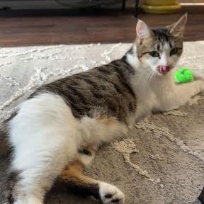 Daisy, Adoptable, Adult Female Domestic Short Hair.