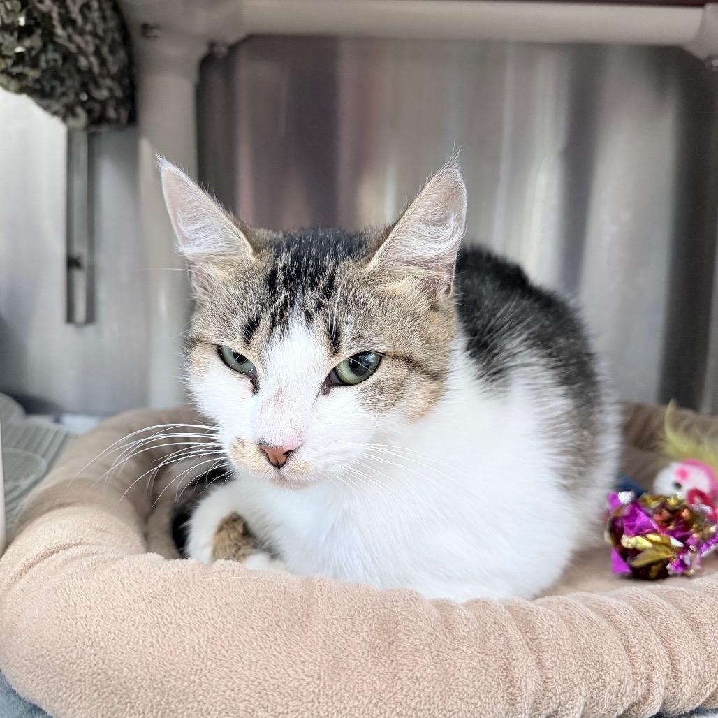 Daisy, Adoptable, Adult Female Domestic Short Hair.