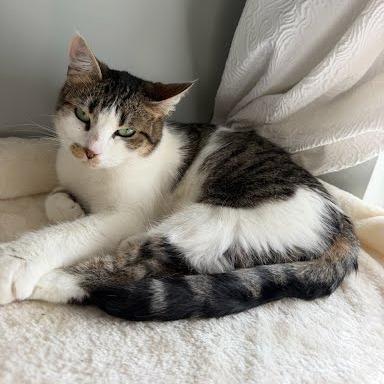 Enlarge Daisy, a Adoptable Domestic Short Hair in Knoxville, TN image 3/5
