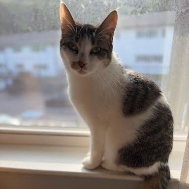 Enlarge Daisy, a Adoptable Domestic Short Hair in Knoxville, TN image 4/5