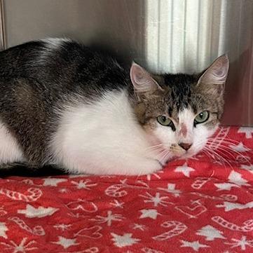 Enlarge Daisy, a Adoptable Domestic Short Hair in Knoxville, TN image 2/2