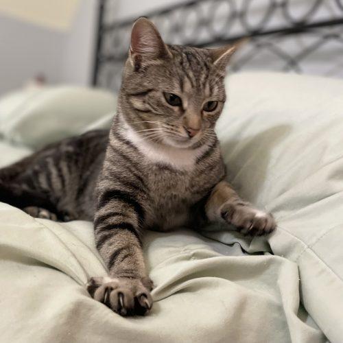 Enlarge Starlit, a Adoptable mixed breed in Knoxville, TN image 1/5