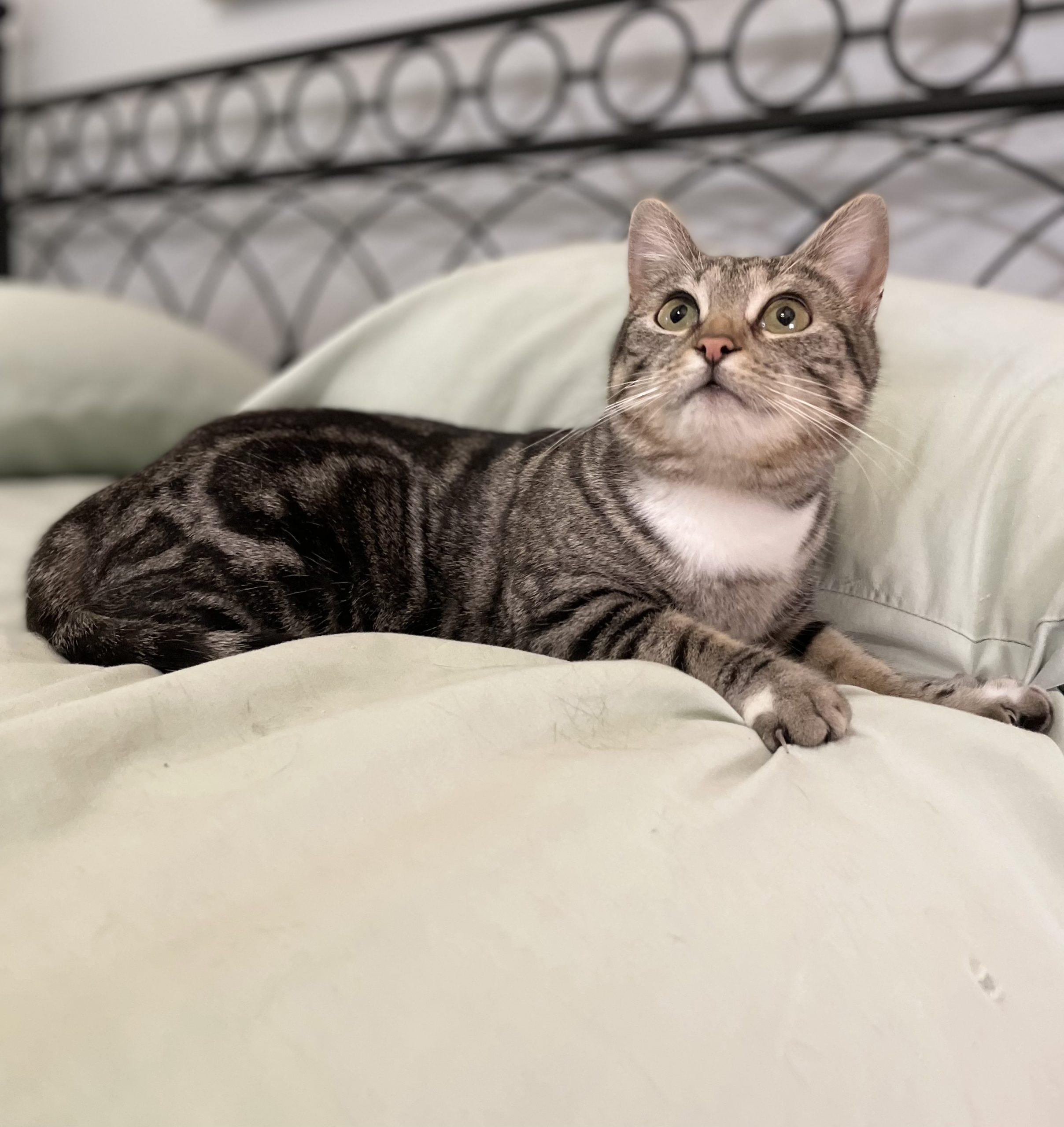 Enlarge Starlit, a Adoptable mixed breed in Knoxville, TN image 2/6