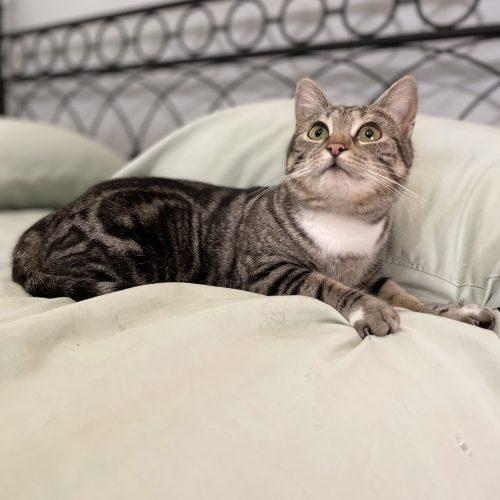 Enlarge Starlit, a Adoptable mixed breed in Knoxville, TN image 2/5