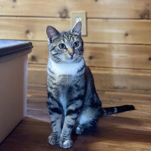 Enlarge Starlit, a Adoptable mixed breed in Knoxville, TN image 3/5