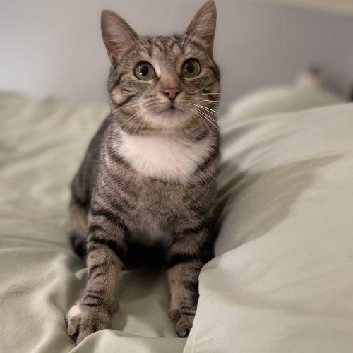 Enlarge Starlit, a Adoptable mixed breed in Knoxville, TN image 4/5