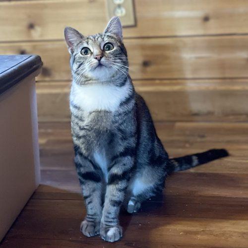 Enlarge Starlit, a Adoptable mixed breed in Knoxville, TN image 5/5