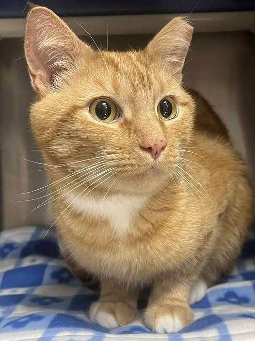 Sugar Ray, Adult Male Domestic Short Hair
