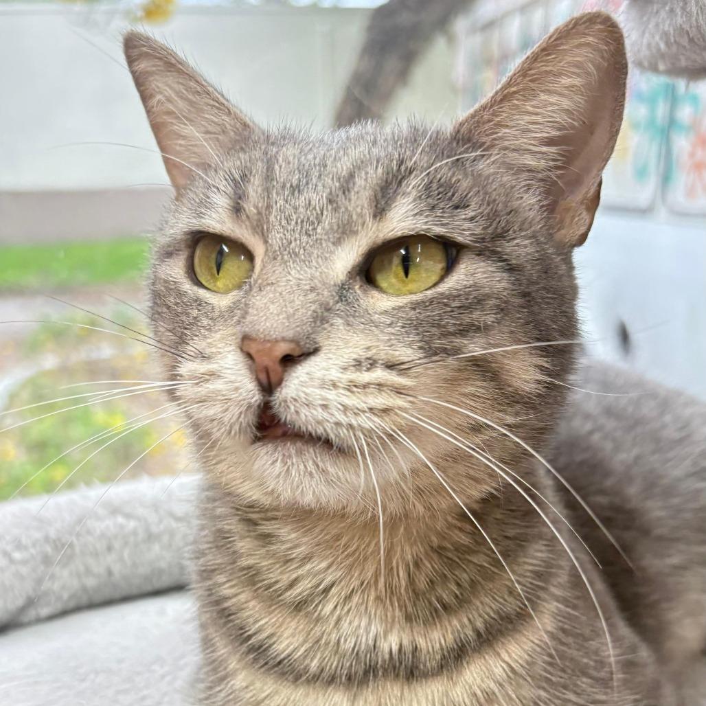 Winona, Adoptable, Adult Female Domestic Short Hair.