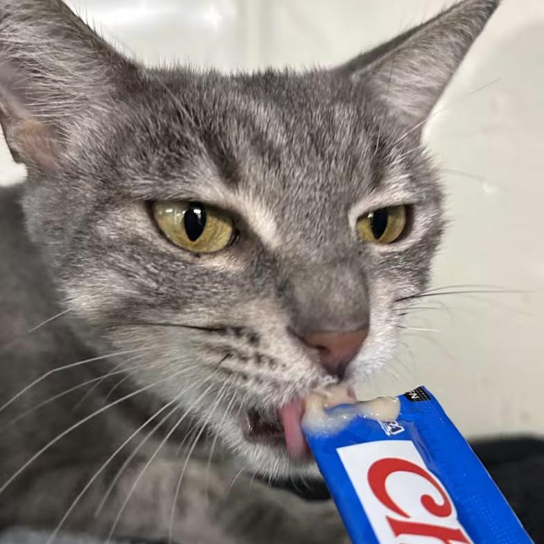 Enlarge Winona, a Adoptable Domestic Short Hair in Hamburg, NY image 2/6