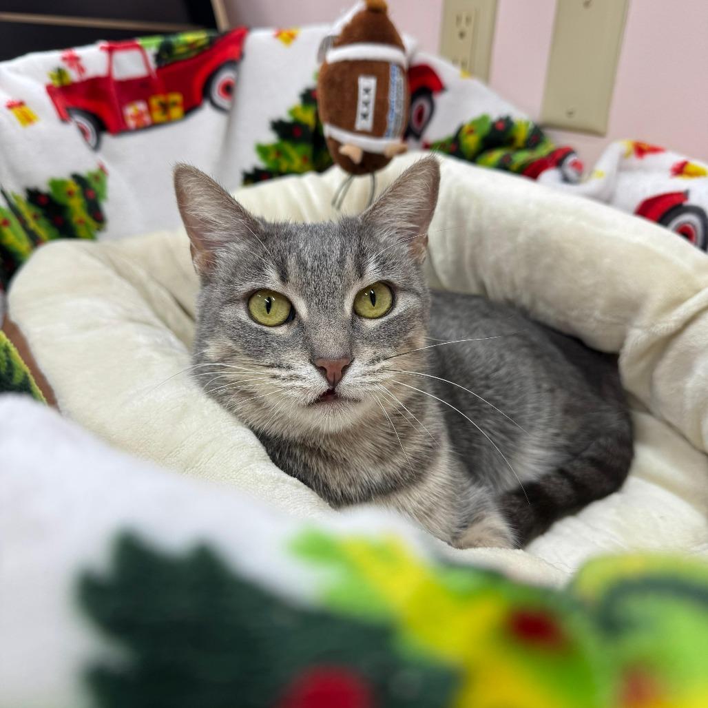 Enlarge Winona, a Adoptable Domestic Short Hair in Hamburg, NY image 3/6