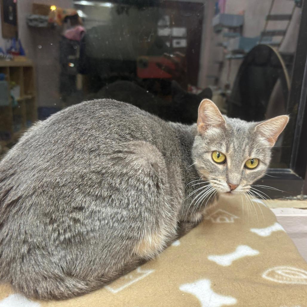 Enlarge Winona, a Adoptable Domestic Short Hair in Hamburg, NY image 4/6