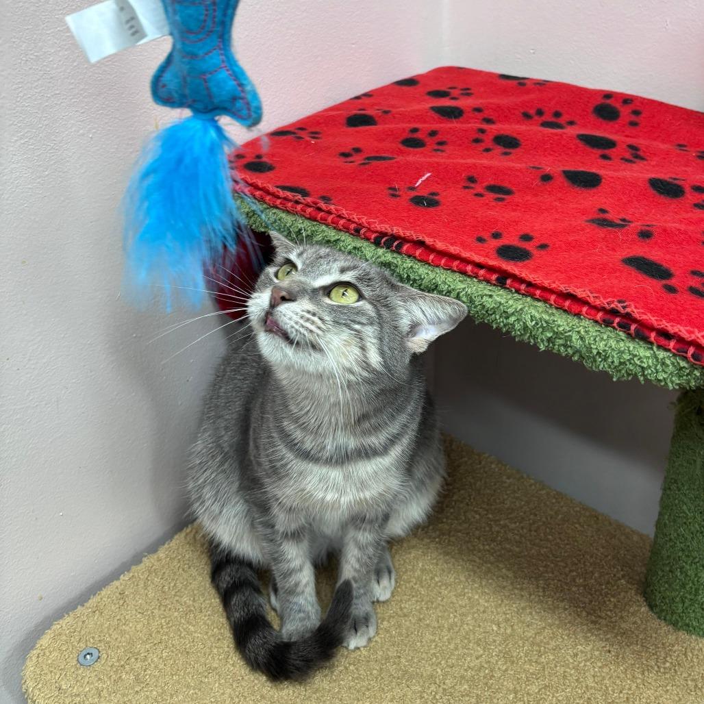 Enlarge Winona, a Adoptable Domestic Short Hair in Hamburg, NY image 5/6
