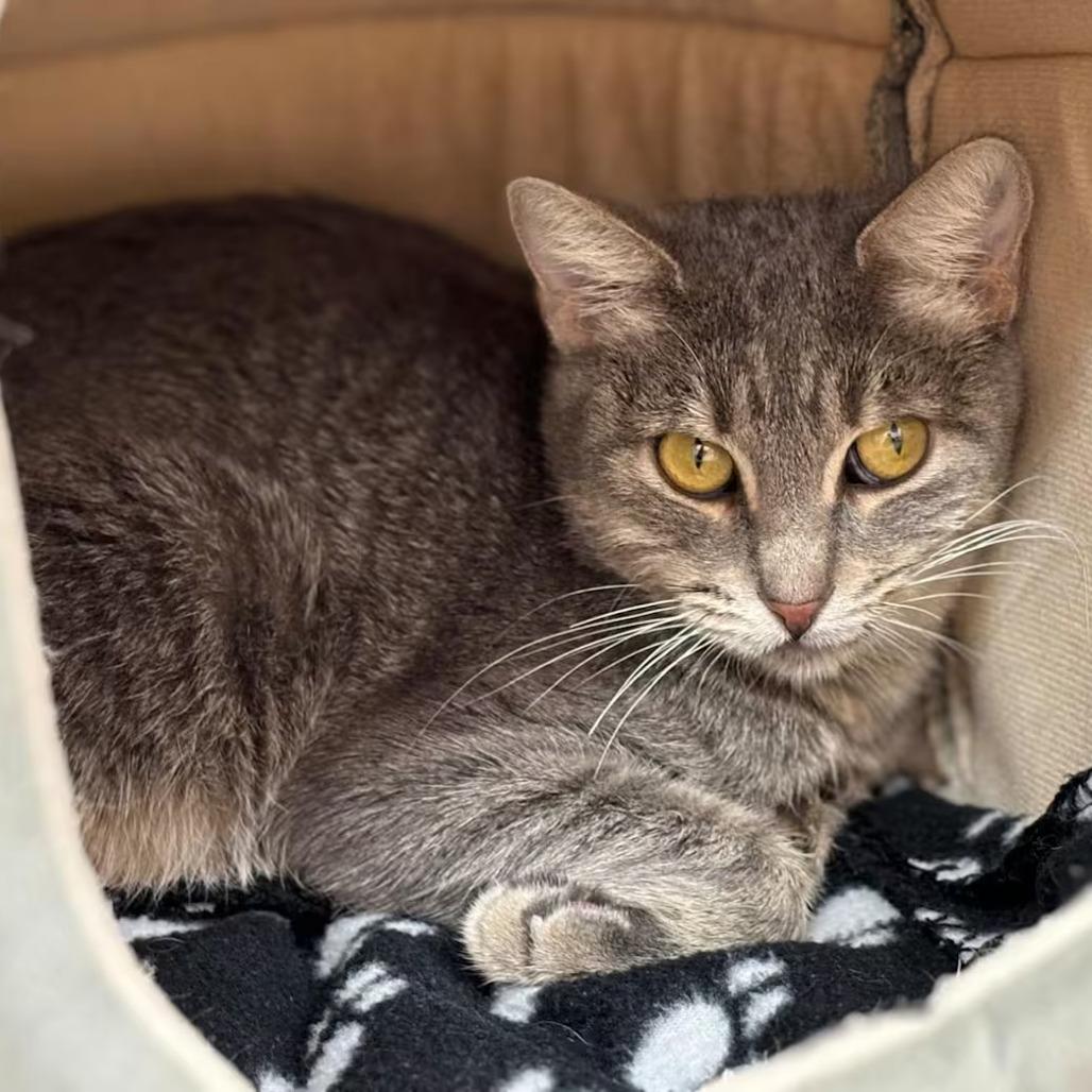 Enlarge Winona, a Adoptable Domestic Short Hair in Hamburg, NY image 6/6