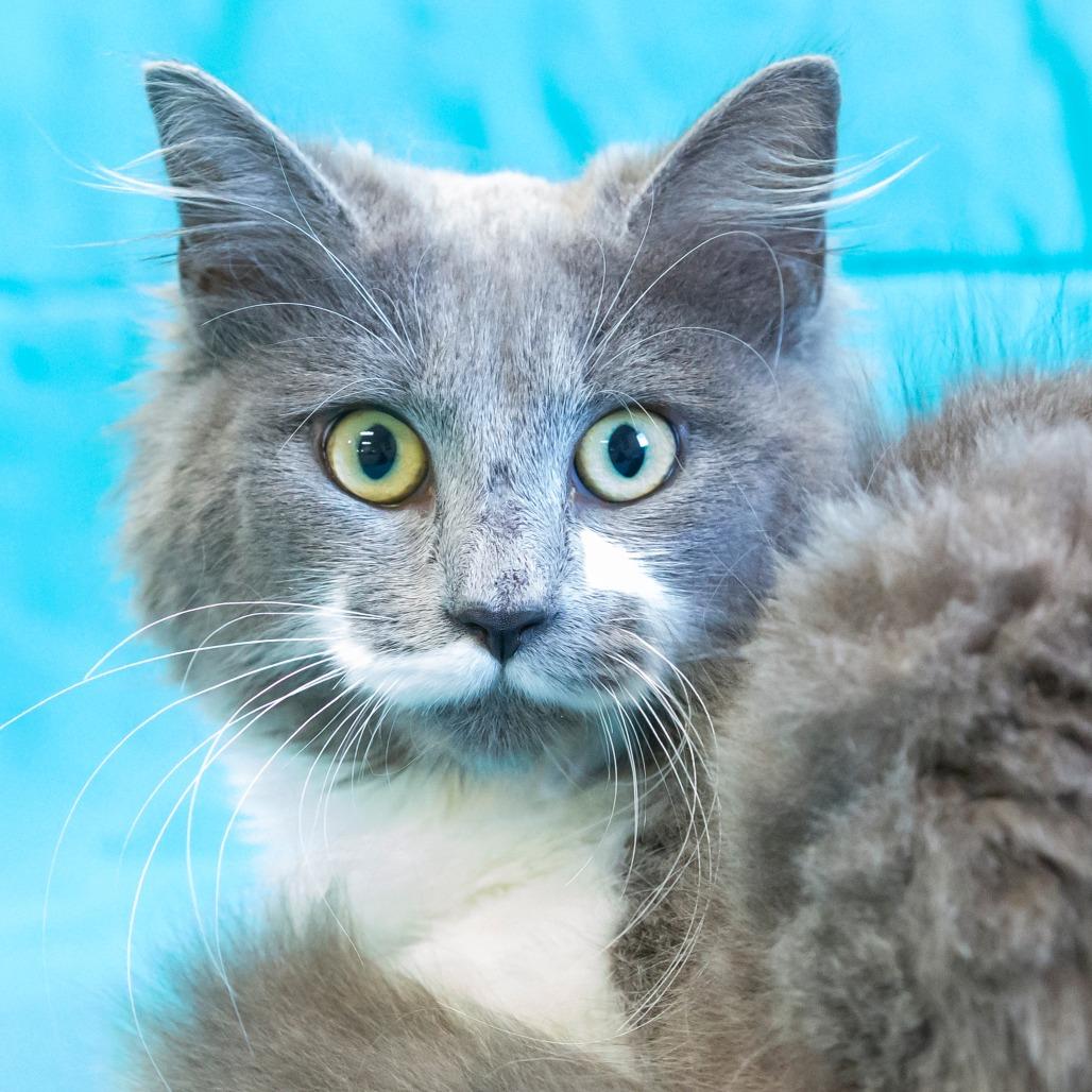 Enlarge Feyre, a Adoptable Domestic Short Hair in Cartersville, GA image 1/3