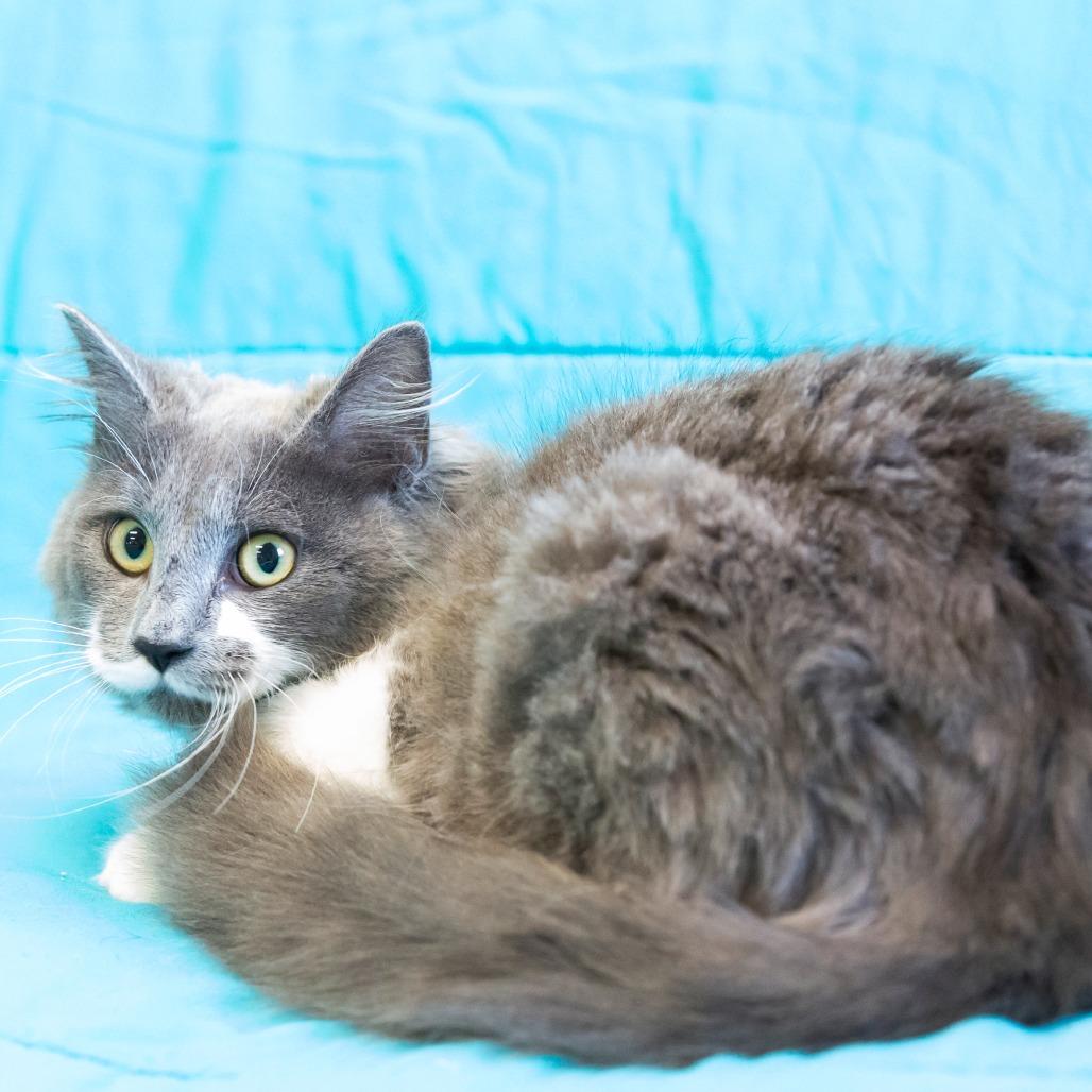 Enlarge Feyre, a Adoptable Domestic Short Hair in Cartersville, GA image 2/3
