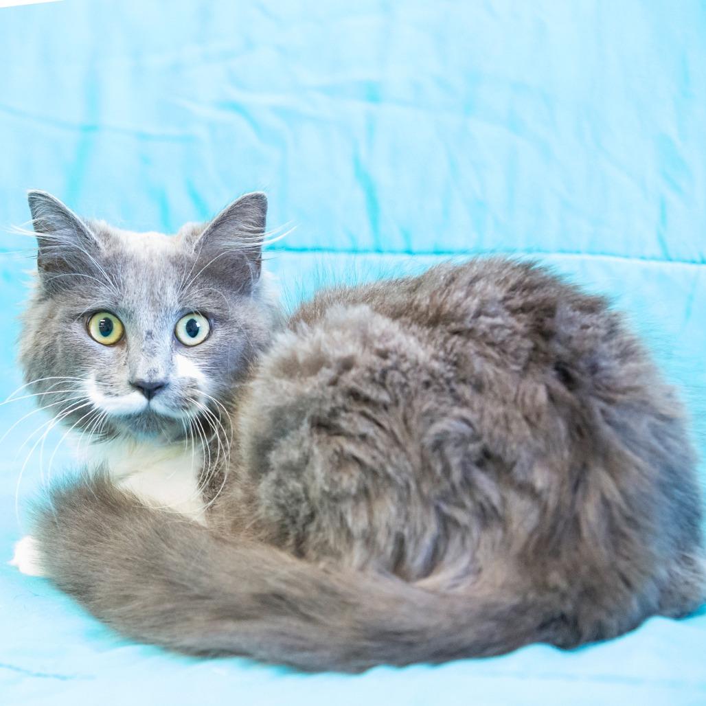 Enlarge Feyre, a Adoptable Domestic Short Hair in Cartersville, GA image 3/3