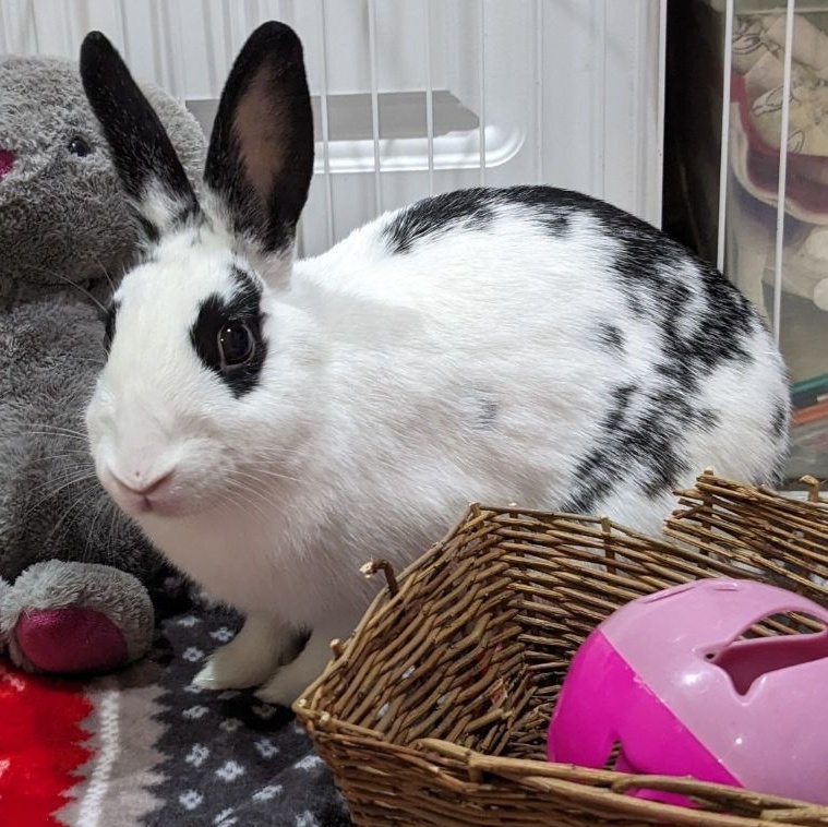 Polaris , an adoptable English Spot in Columbia, MD image 2/4