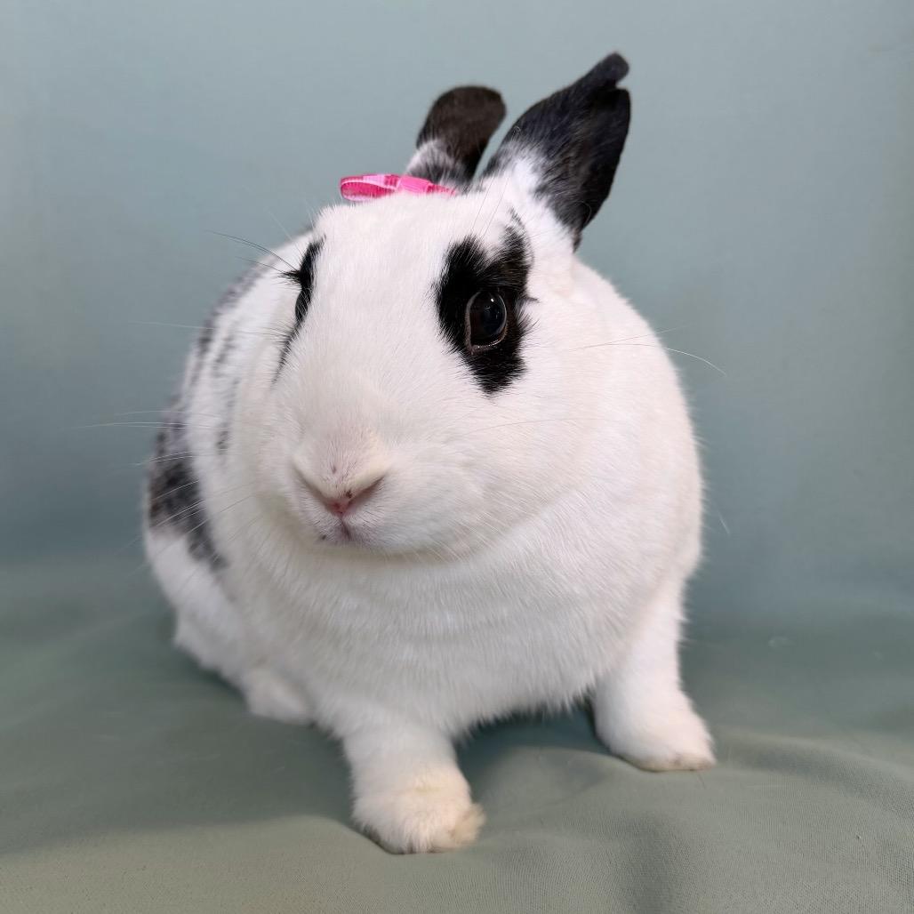 Polaris , adoptable, Adult Female English Spot.