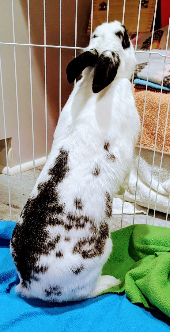 Polaris , an adoptable English Spot in Columbia, MD image 3/4